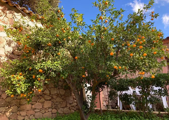 Maison L'oranger Avec Piscine - Domaine E Di * Cuttoli-Corticchiato